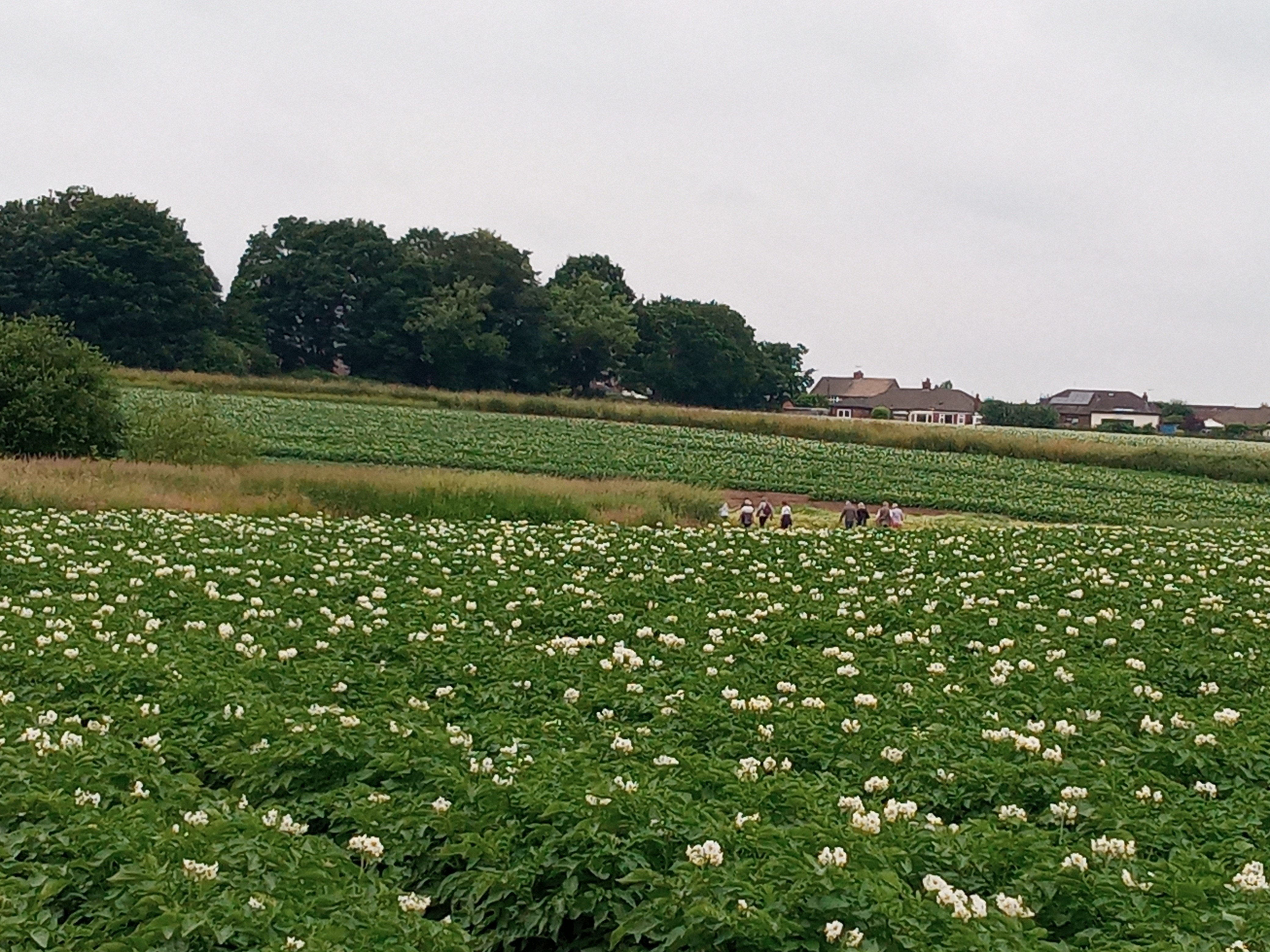 Spud pick