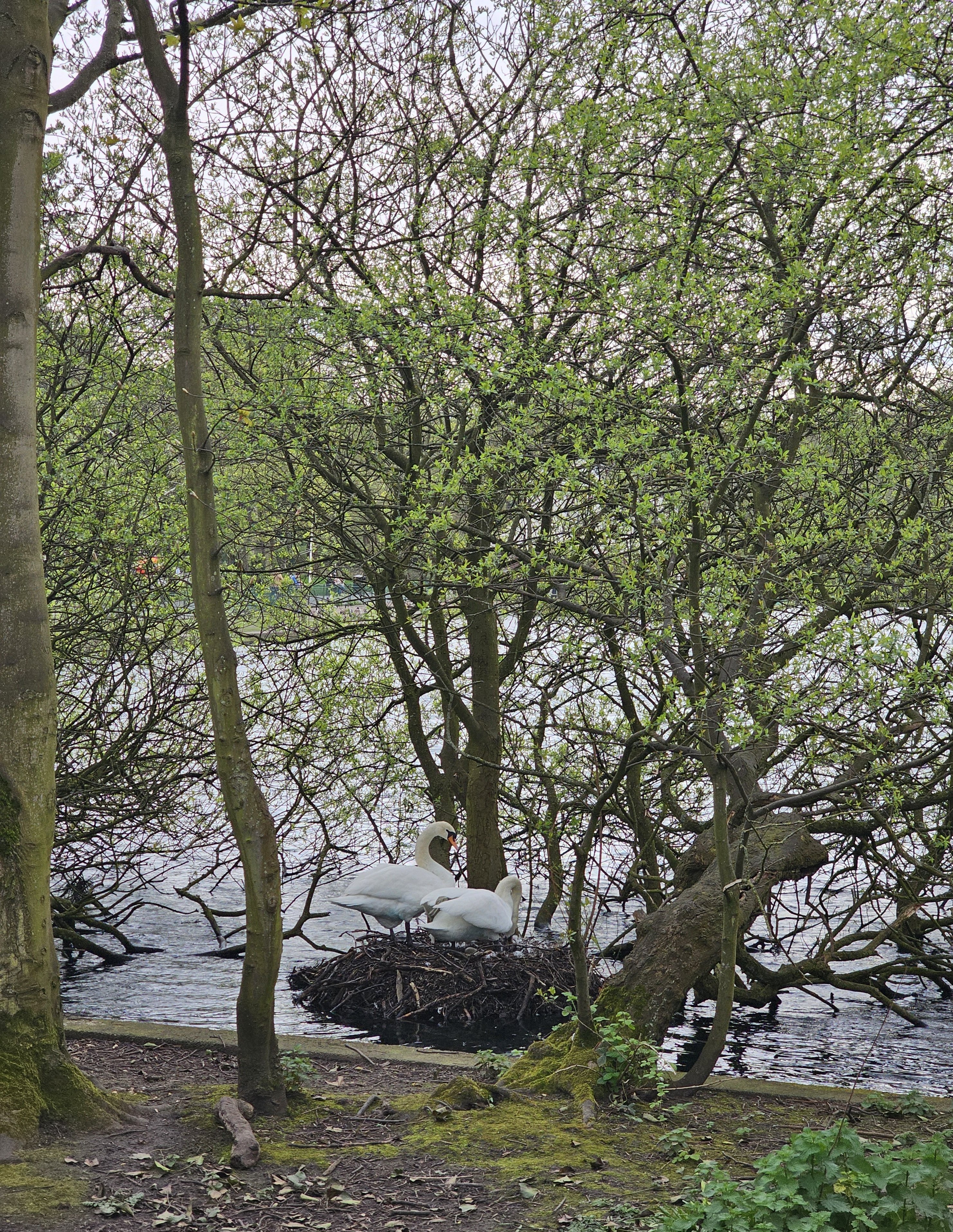 Taylor park
