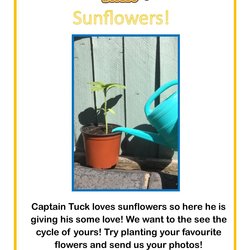 Grow a sunflower
